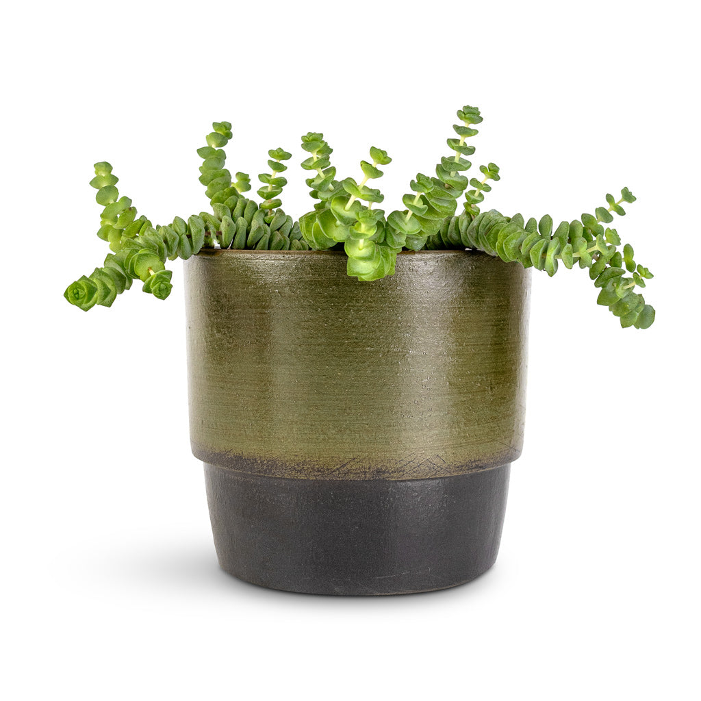 Crassula marneriana Hottentot - Jade Necklace & Erik Plant Pot - Olive