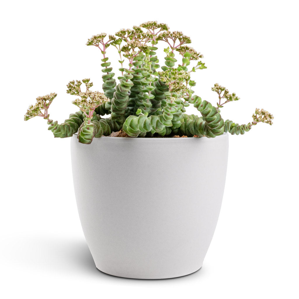 Crassula marneriana Hottentot - Jade Necklace & Sven Plant Pot - White