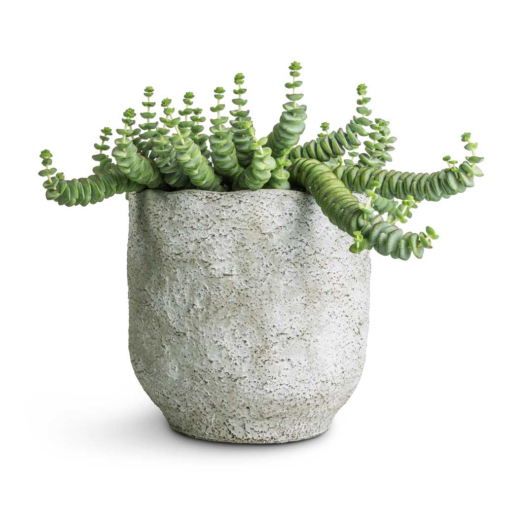 Crassula marneriana Hottentot - Jade Necklace & Dave Plant Pot - Cool Grey