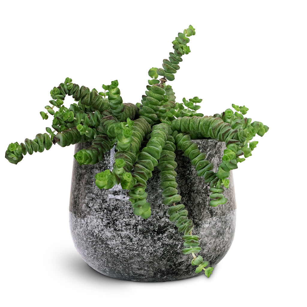 Crassula marneriana Worm Plant 11x15cm House Plant In Emmie Metal Pot Mystic Grey 15x13cm