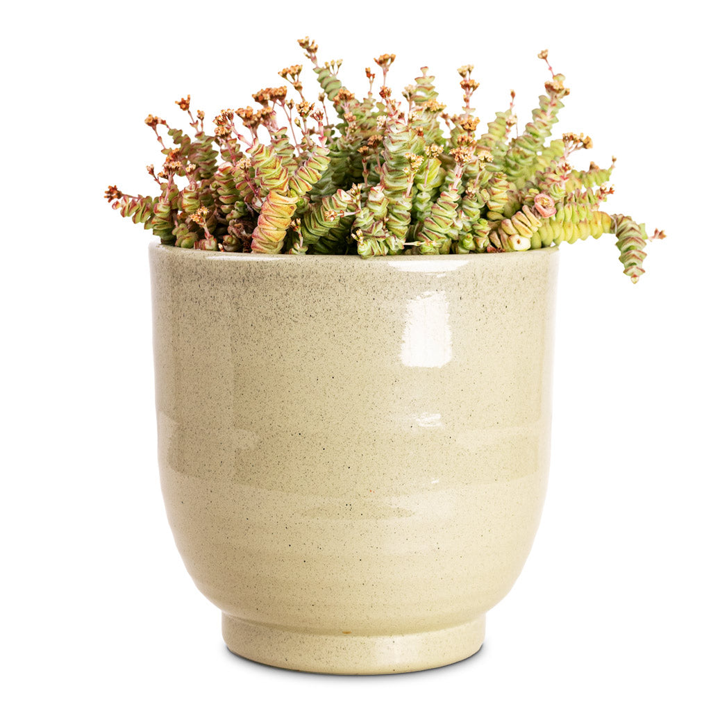 Crassula marneriana Worm Plant House Plant In Sofia Pot Green pot