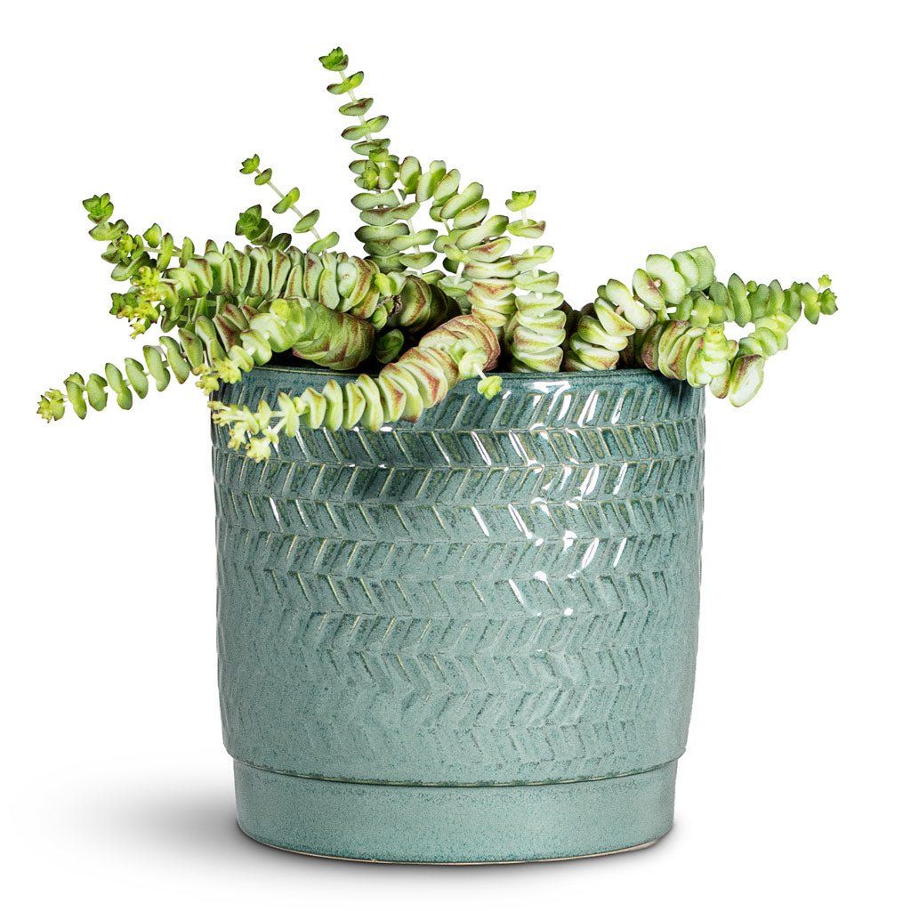 Crassula marneriana Worm Plant 14x20cm House Plant in Stien Pot Ocean 13x13cm