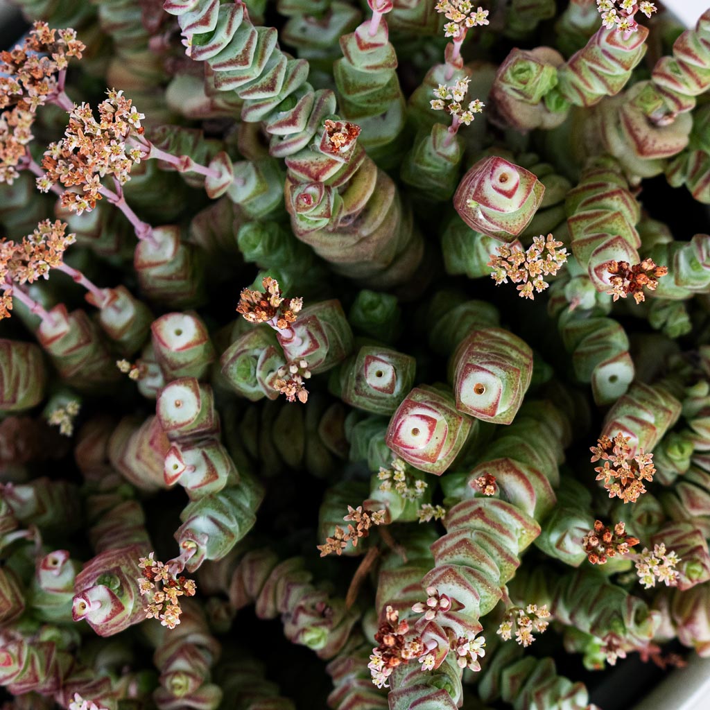 Crassula marneriana Worm Plant Close Up