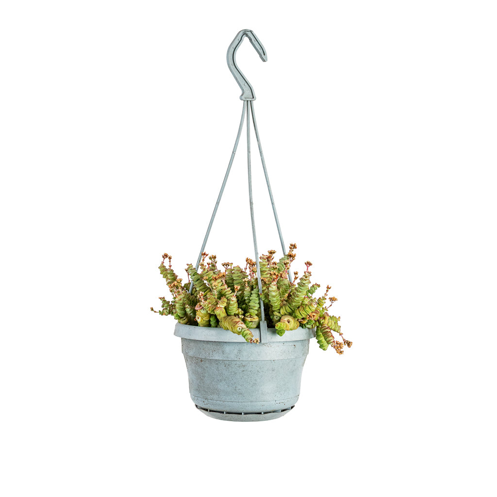 Crassula marneriana Worm Plant house plant