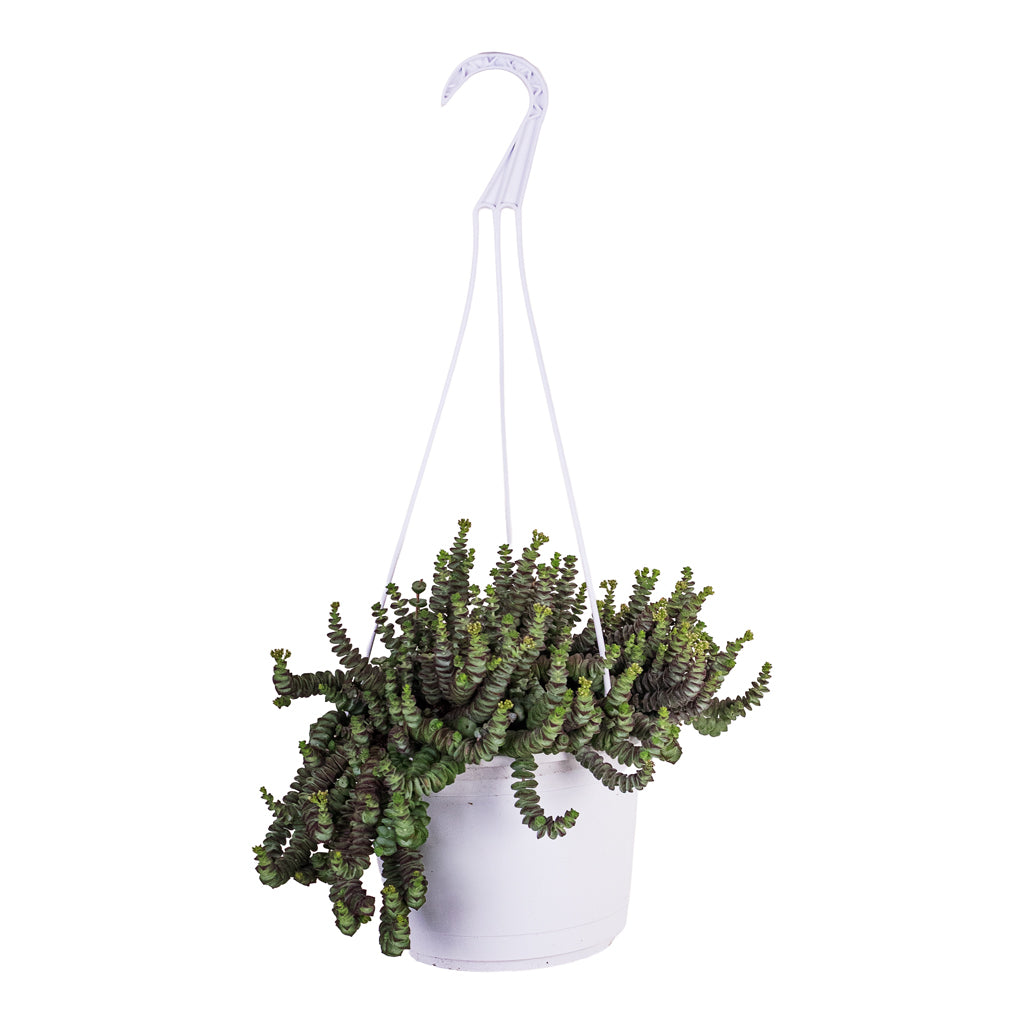 Crassula marneriana Worm Plant 17x30cm