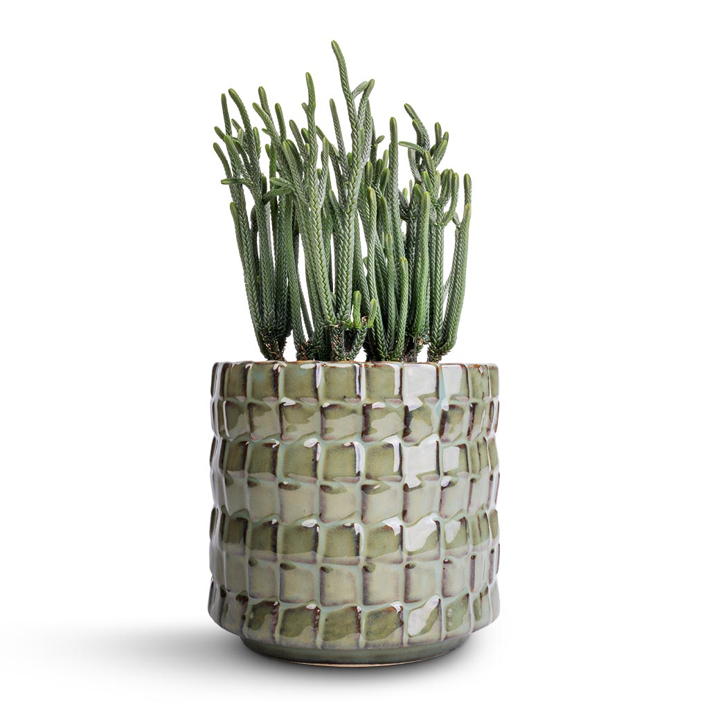 Crassula muscosa - Watch Chain Plant & Stian Plant Pot - Moss Green