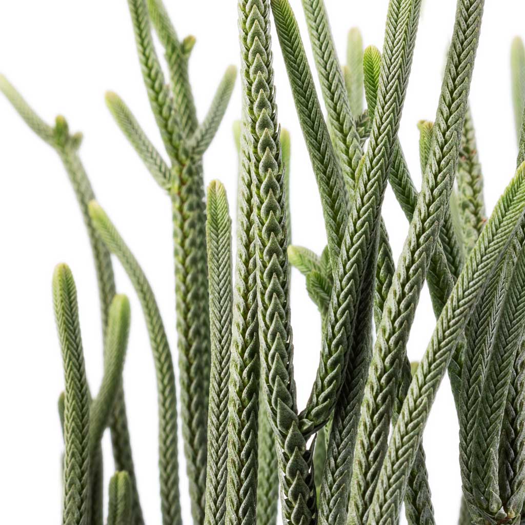 Crassula muscosa - Watch Chain Plant & Stian Plant Pot - Moss Green