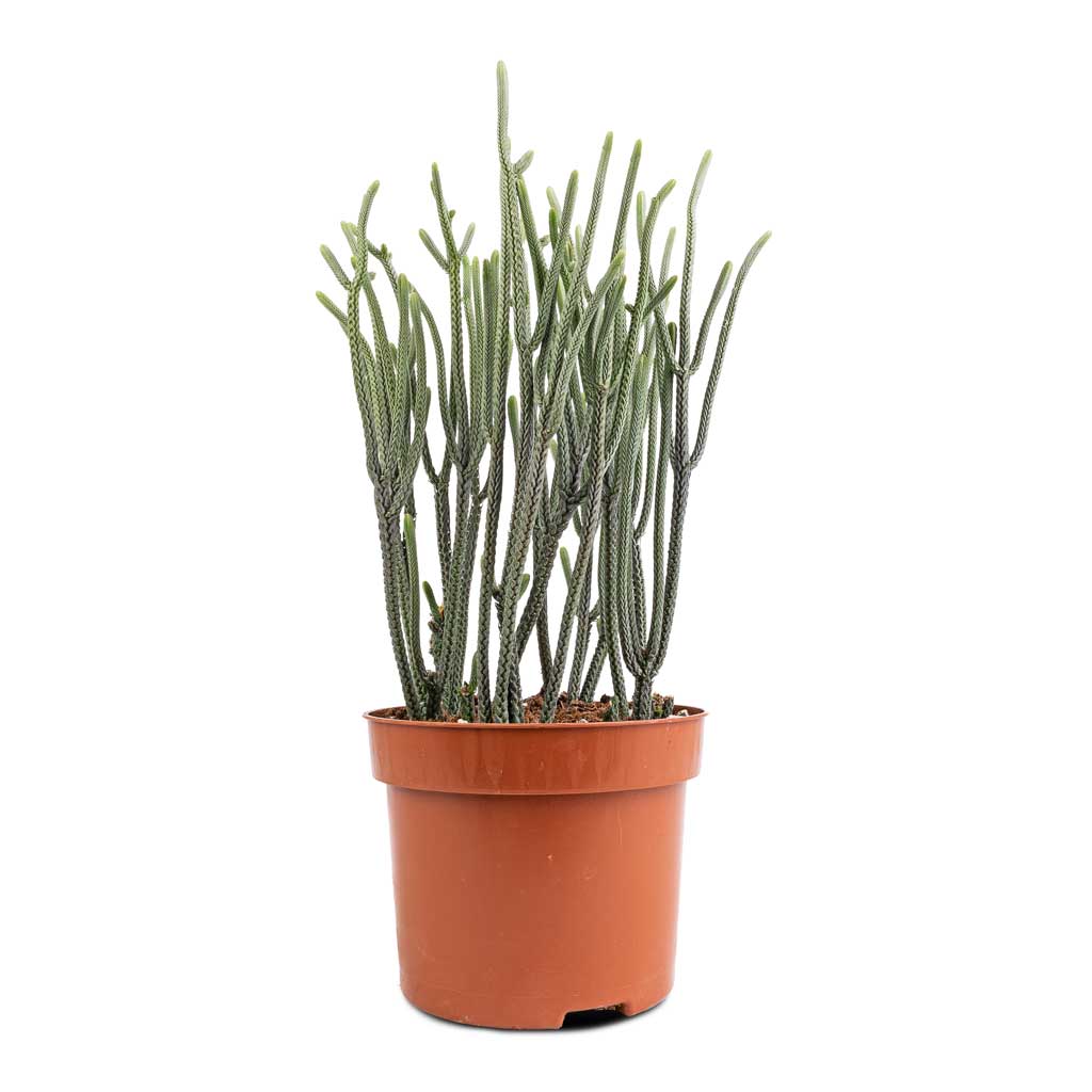 Crassula muscosa - Watch Chain Plant