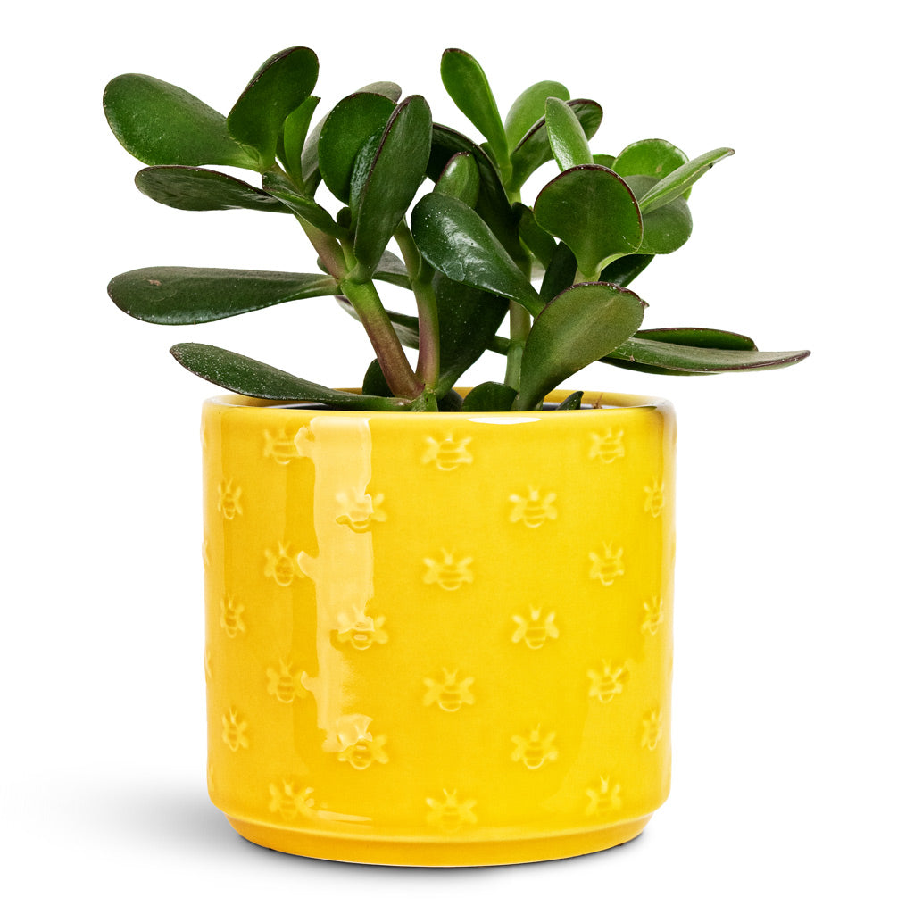 Crassula ovata 12x20cm House Plant In Arley Pot Yellow Bee 12.5x13.5cm