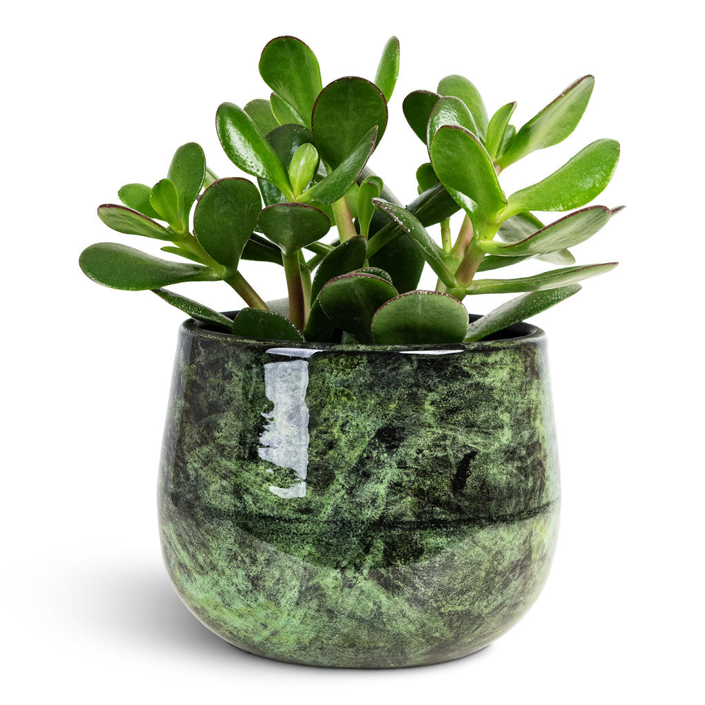 Crassula ovata 12x20cm house plant in Emmie Metal Pot Mystic Green 15x13cm