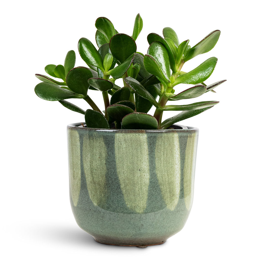 Crassula ovata 12x20cm house plant in Rowe Glaze Pot Green Drip 14.5x13cm