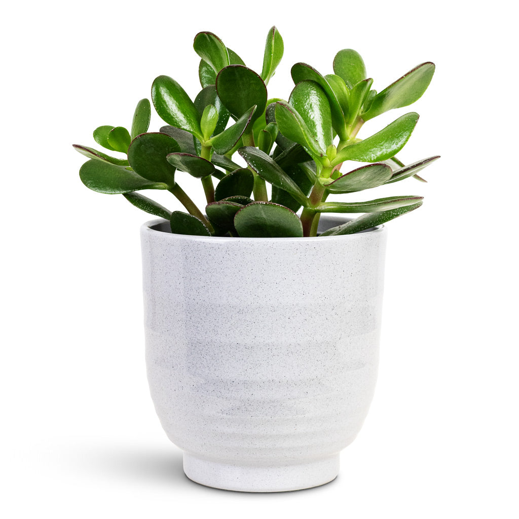 Crassula ovata 12x20cm house plant in Sofia Pot Grey 14x14cm