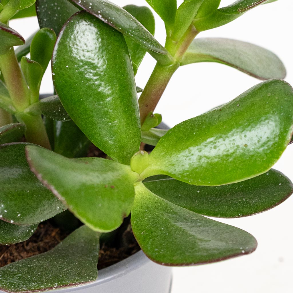 Crassula ovata Swatch