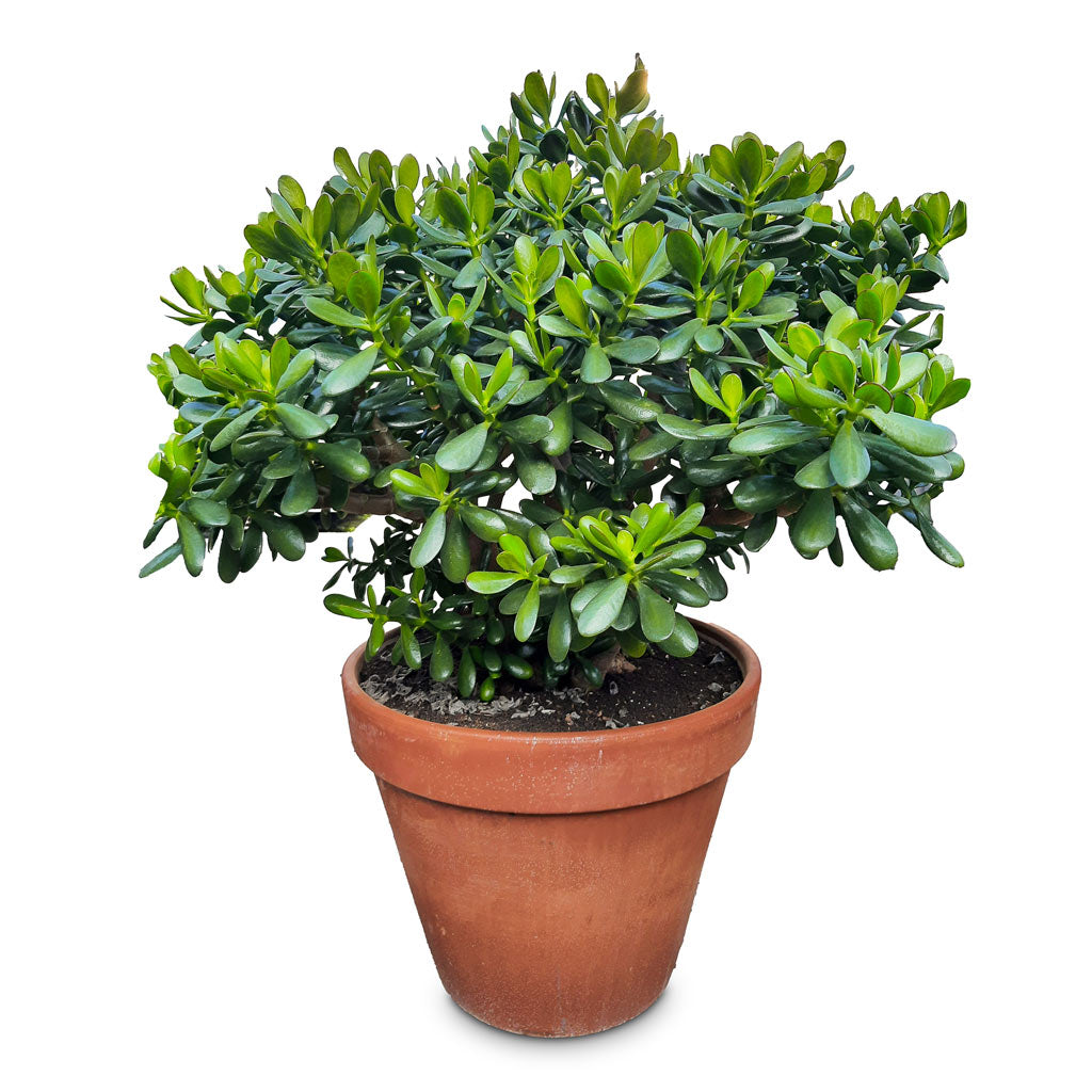 Crassula ovata 50x95cm