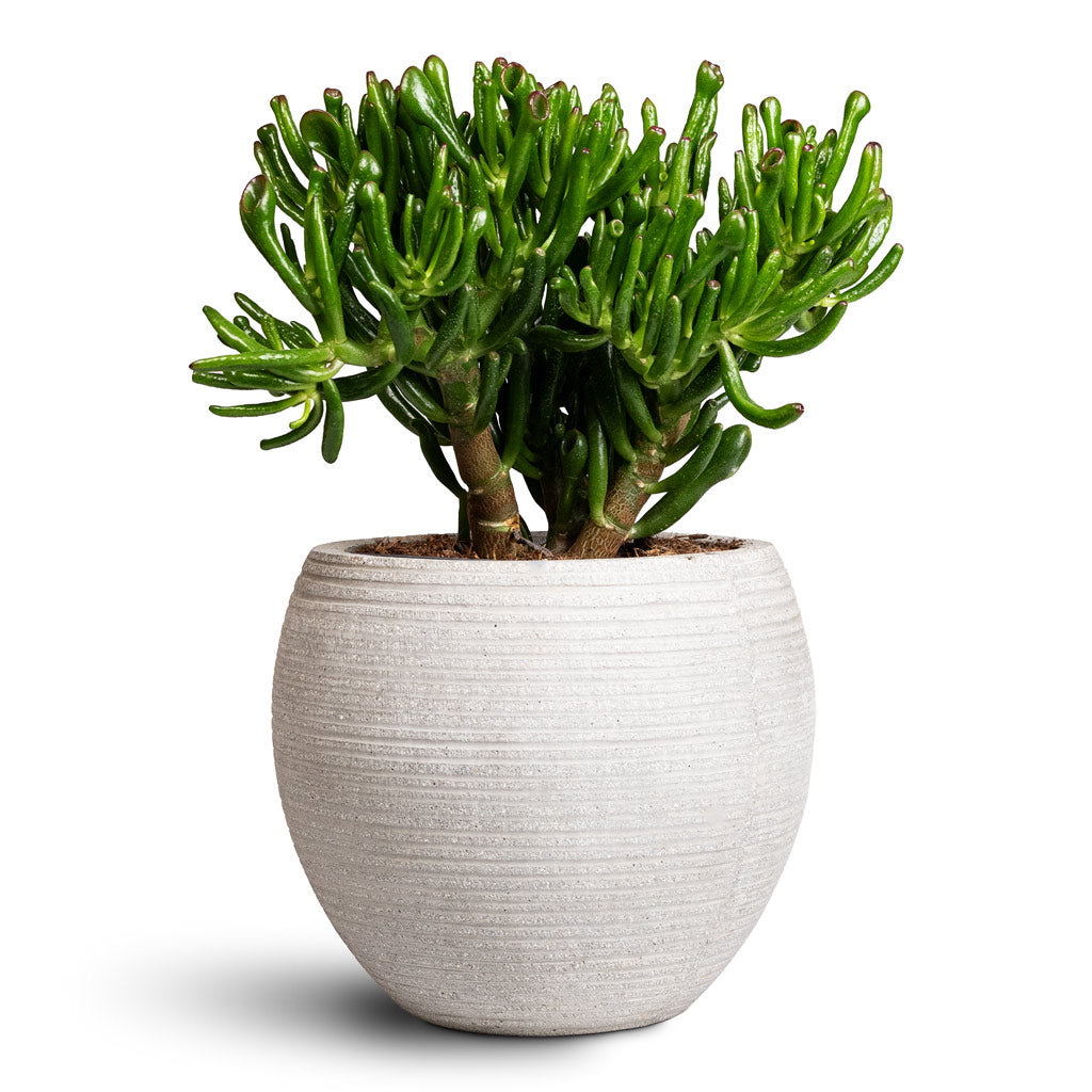 Crassula ovata Gollum 17x25cm Cody Ridged Pot Cement 28x25cm