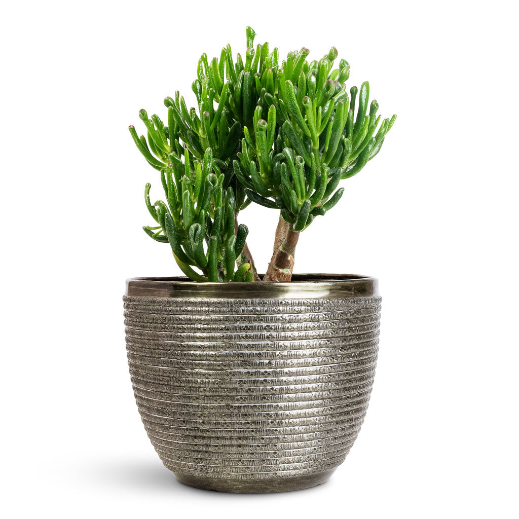 Crassula ovata Gollum - 17x25cm In Elise Metal Pot Green - 21x16cm