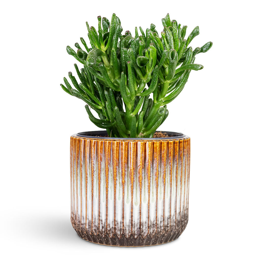 Crassula ovata Gollum 17x25cm House Plant In Willow Ribbed Pot Chocolate 19x15cm