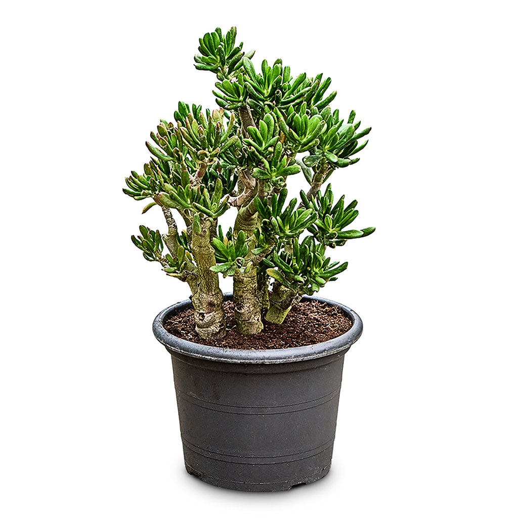 gollum jade plant benefits Crassula ovata Gollum - Jade Plant - Succulents | Hortology