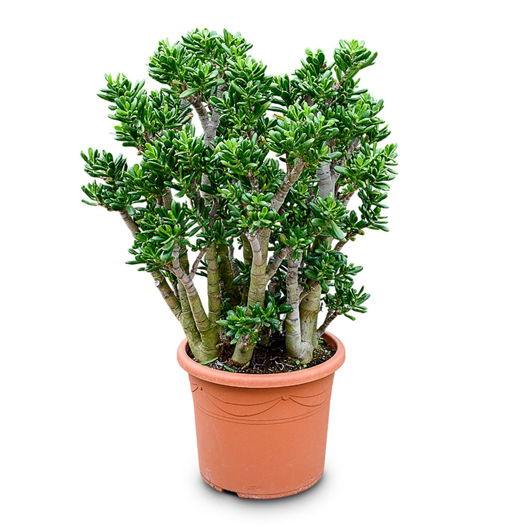 Crassula ovata Gollum 48x80cm