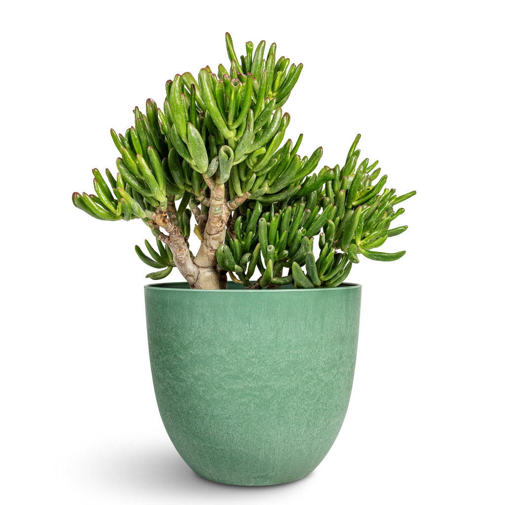 Crassula ovata Gollum Jade Plant - 17x25cm In Bola Artstone Plant Pot Thyme - 23x20cm