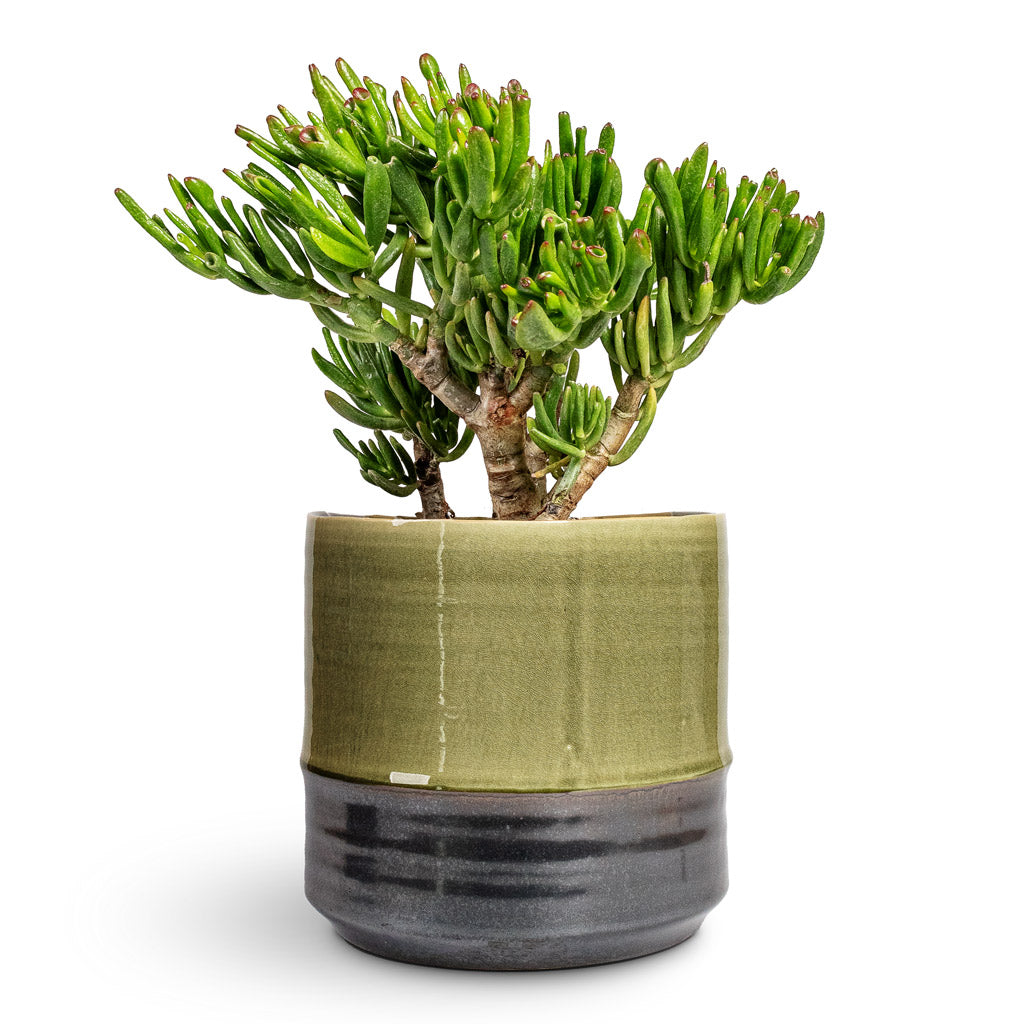 Crassula ovata Gollum Jade Plant - 17x25cm In Marlijn Plant Pot Thyme - 24x23cm