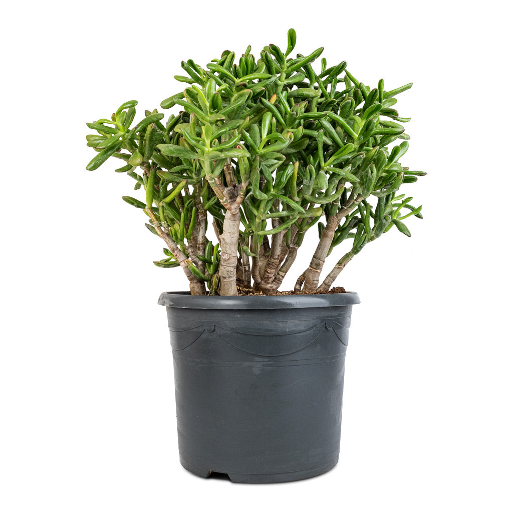 Crassula ovata Gollum - Jade Plant - 30 x 50cm