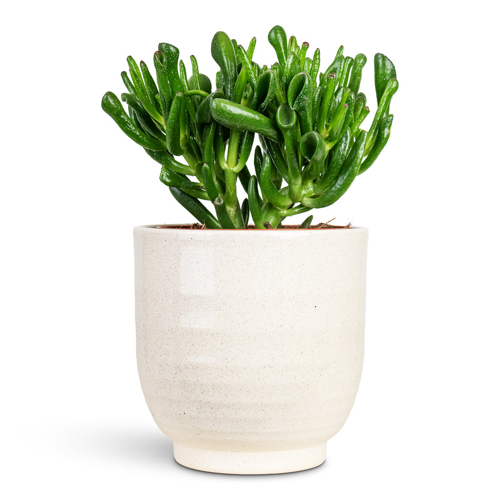 Crassula ovata Horn Tree 13x20cm House Plant In Sofia Pot Vanilla 15.5x15.5cm