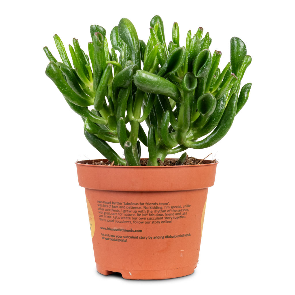 horn succulent Crassula ovata Horn Tree - Jade Plant - Quality Succulents