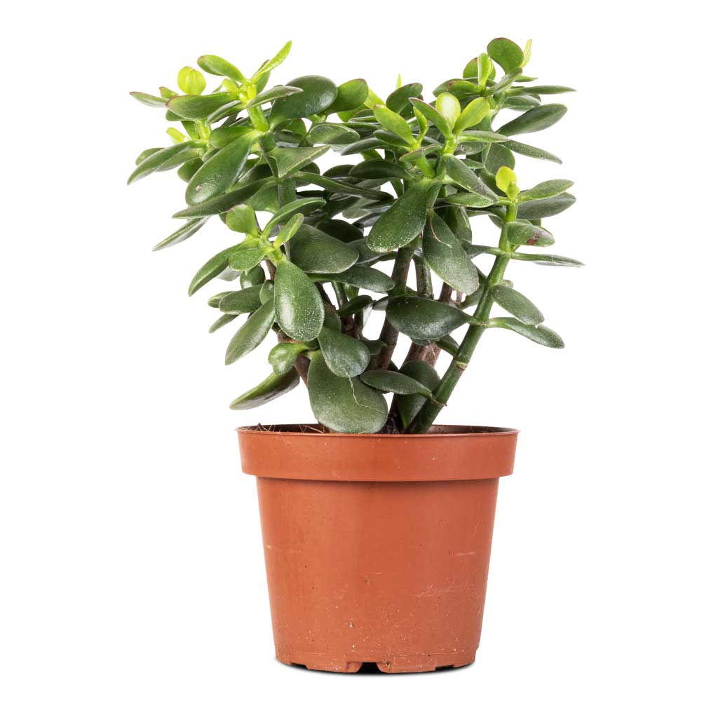 money tree jade tree Crassula ovata Succulents - Jade Plant - Money Plant | Hortology
