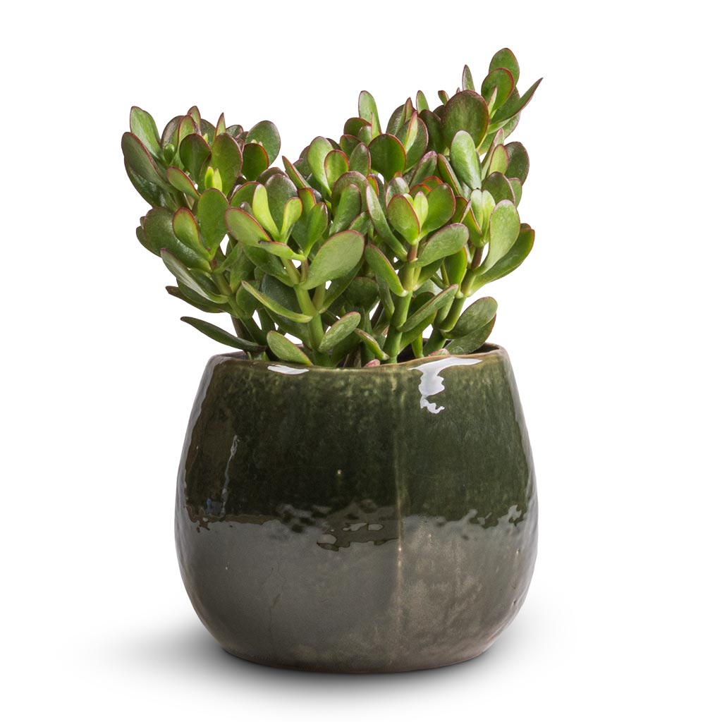 Crassula ovata - Jade Plant & Mischa Plant Pot - Forest Green