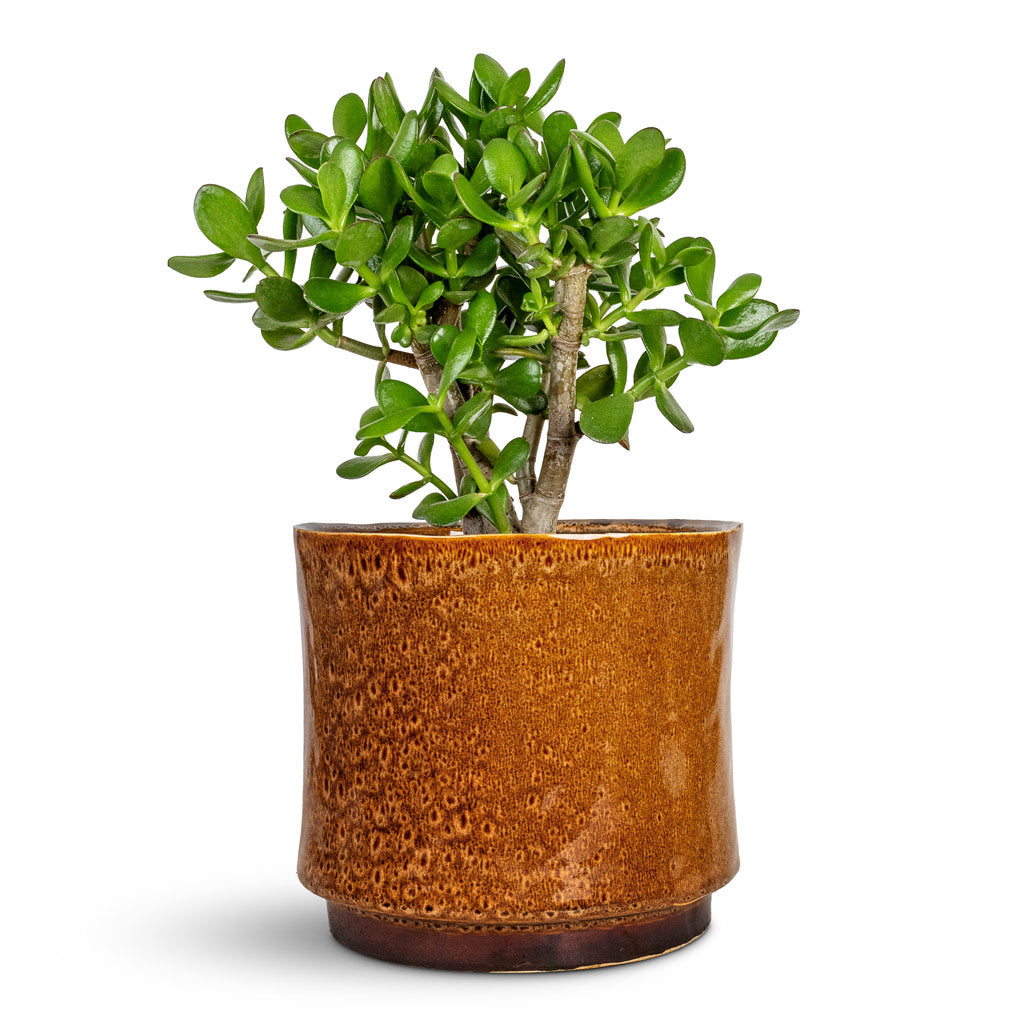 Crassula ovata Jade Plant - 17x35cm & Nolan Plant Pot Caramel - 23x21cm