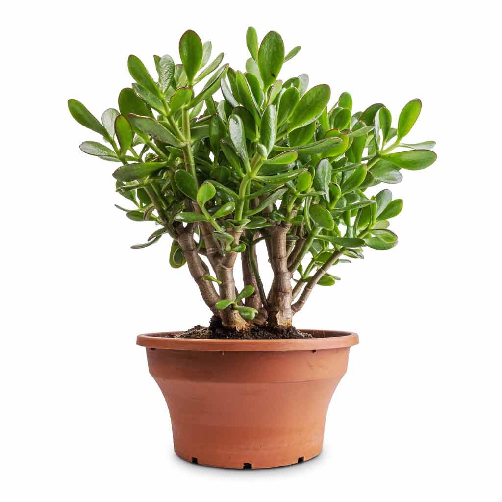 Crassula ovata - Jade Plant - 25 x 30cm