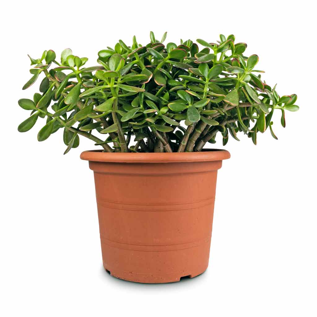 Crassula ovata - Jade Plant