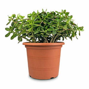 Crassula ovata Succulents - Jade Plant - Money Plant | Hortology
