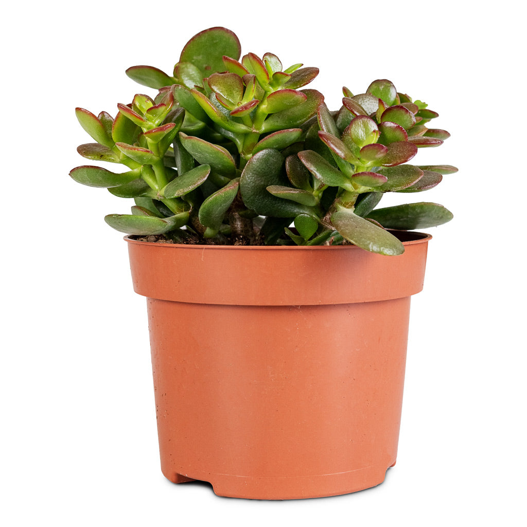 Crassula ovata Minor - 12x20cm