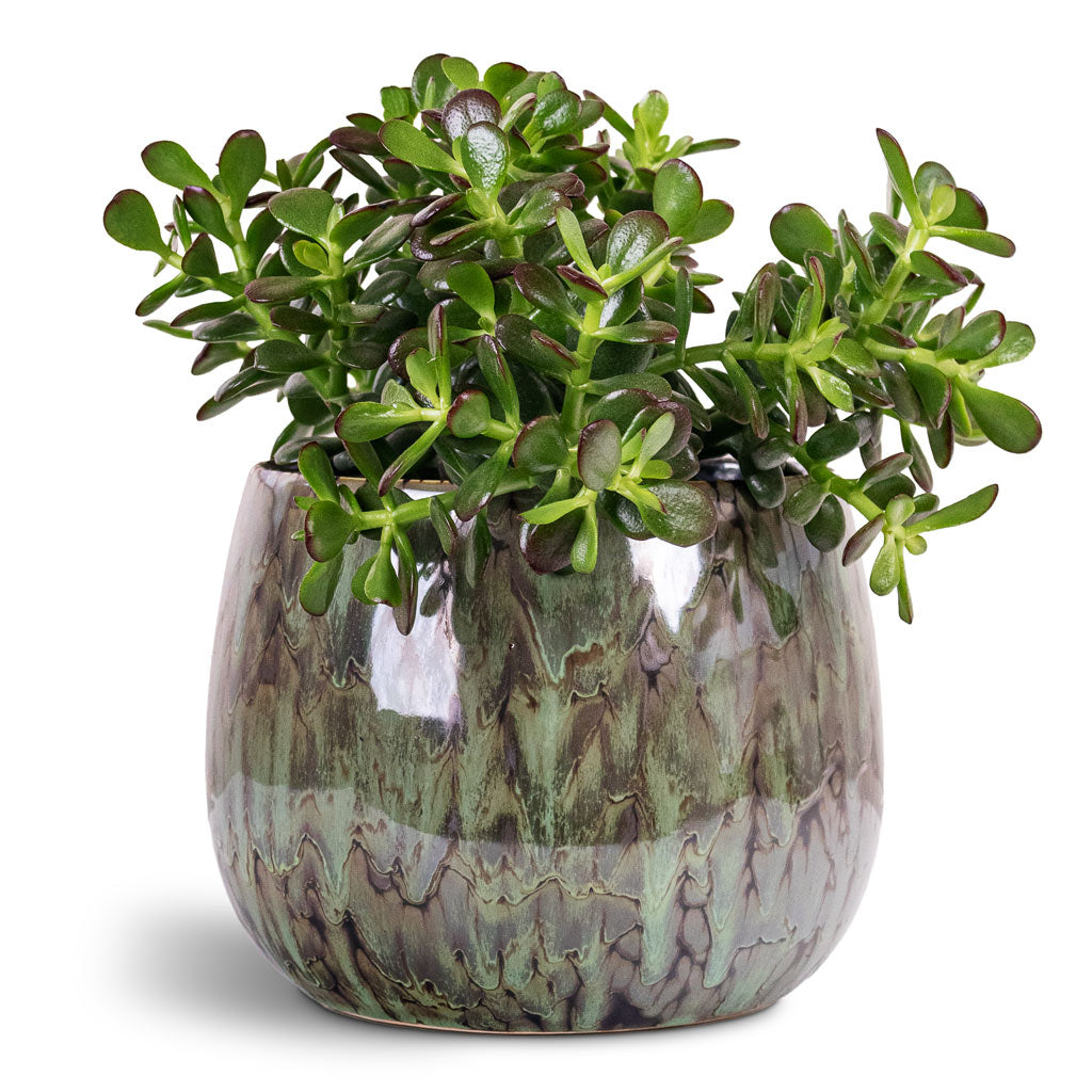 Crassula ovata Minor 17x30cm House Plant In Odile Pot Green 21x17cm