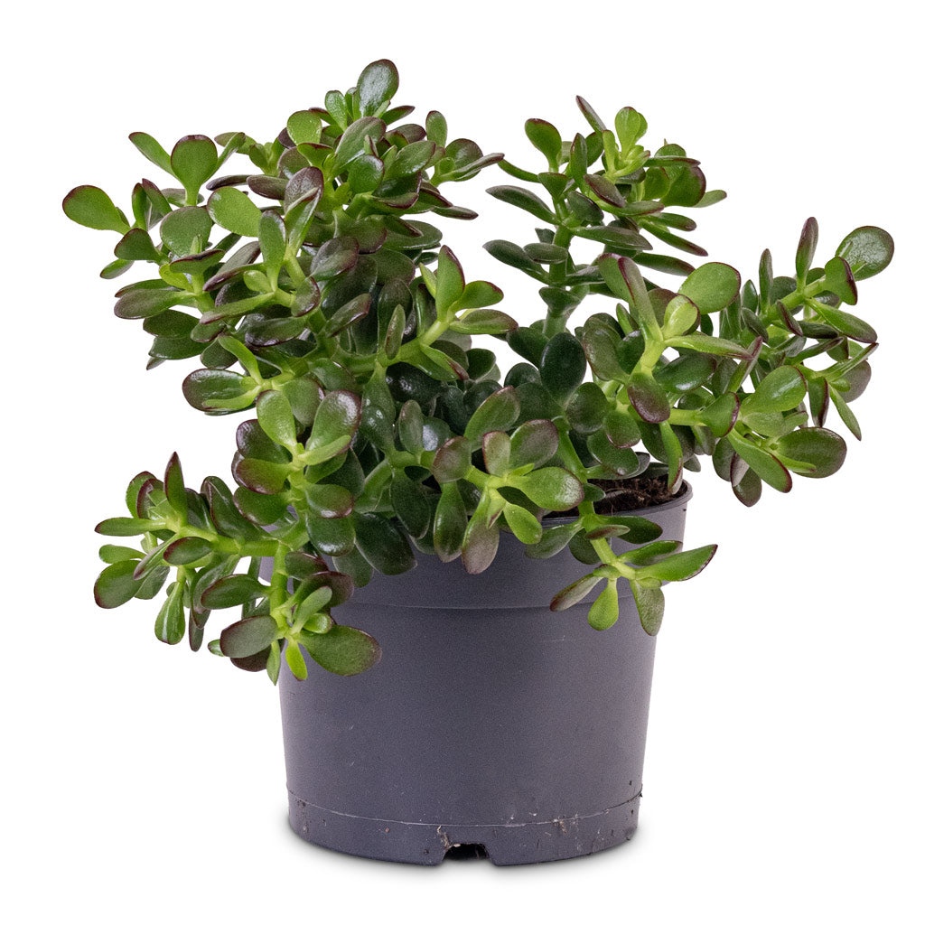 Crassula ovata Minor 17x30cm