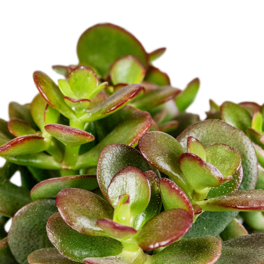 Crassula ovata Minor Close Up Of Leaves 