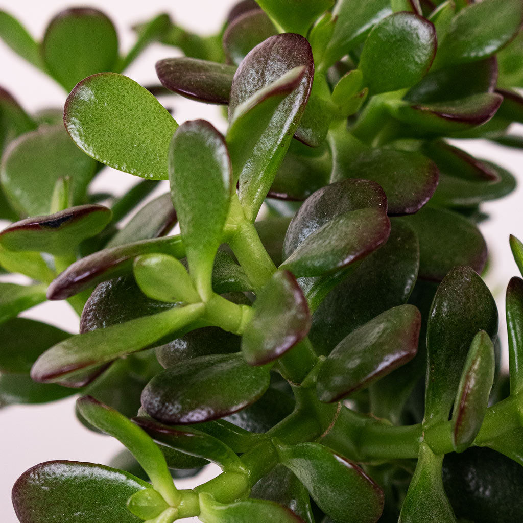 Crassula ovata Minor Close up
