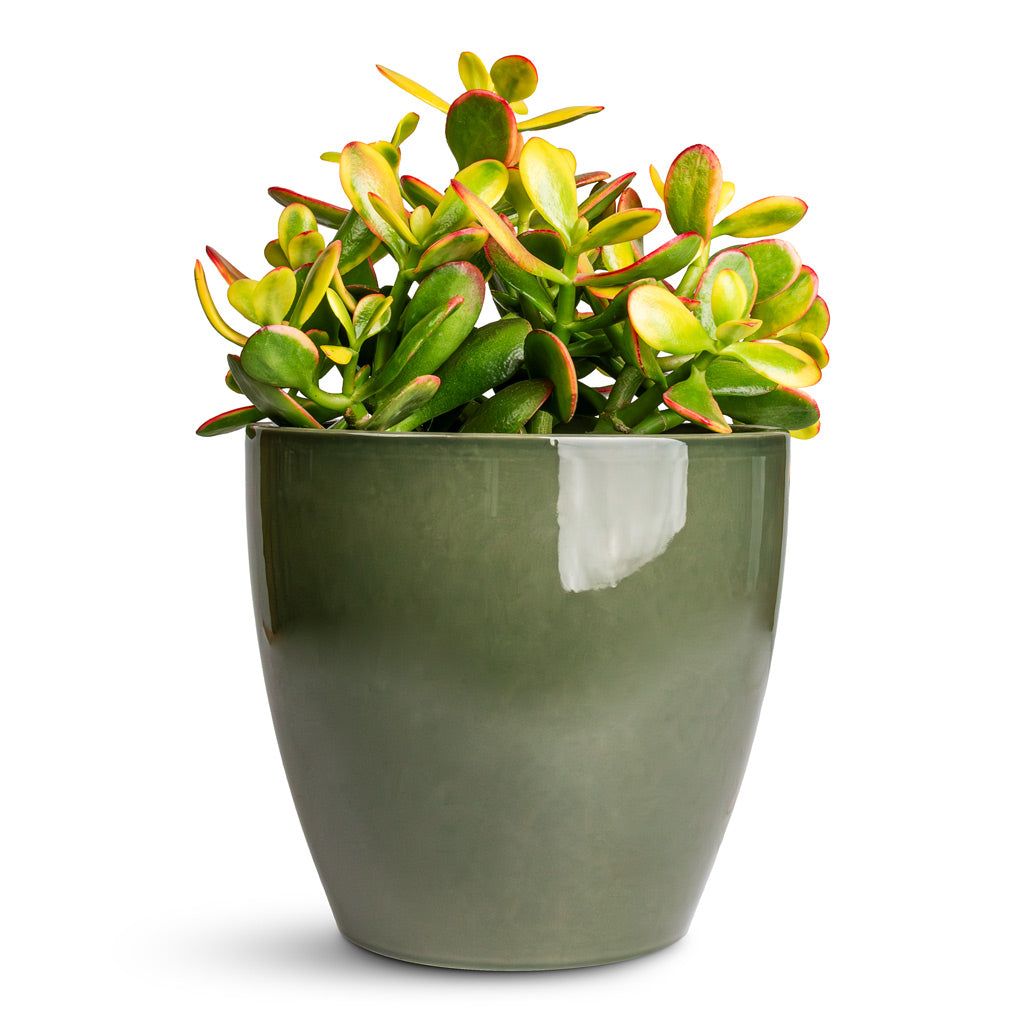 Crassula ovata Sunset In Sven Pot Sage