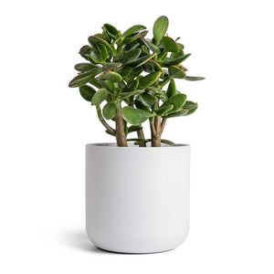 Crassula ovata Sunset - Jade Plant & Lisbon Plant Pot - White