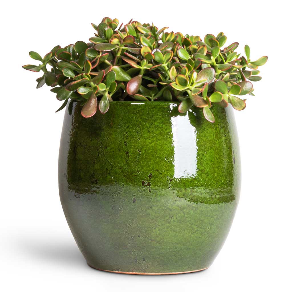 Crassula ovata Sunset - Jade Plant &amp; Aimee Plant Pot - Pear