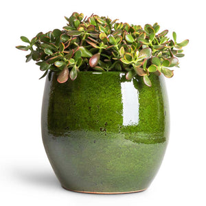 Crassula ovata Sunset - Jade Plant & Aimee Plant Pot - Pear