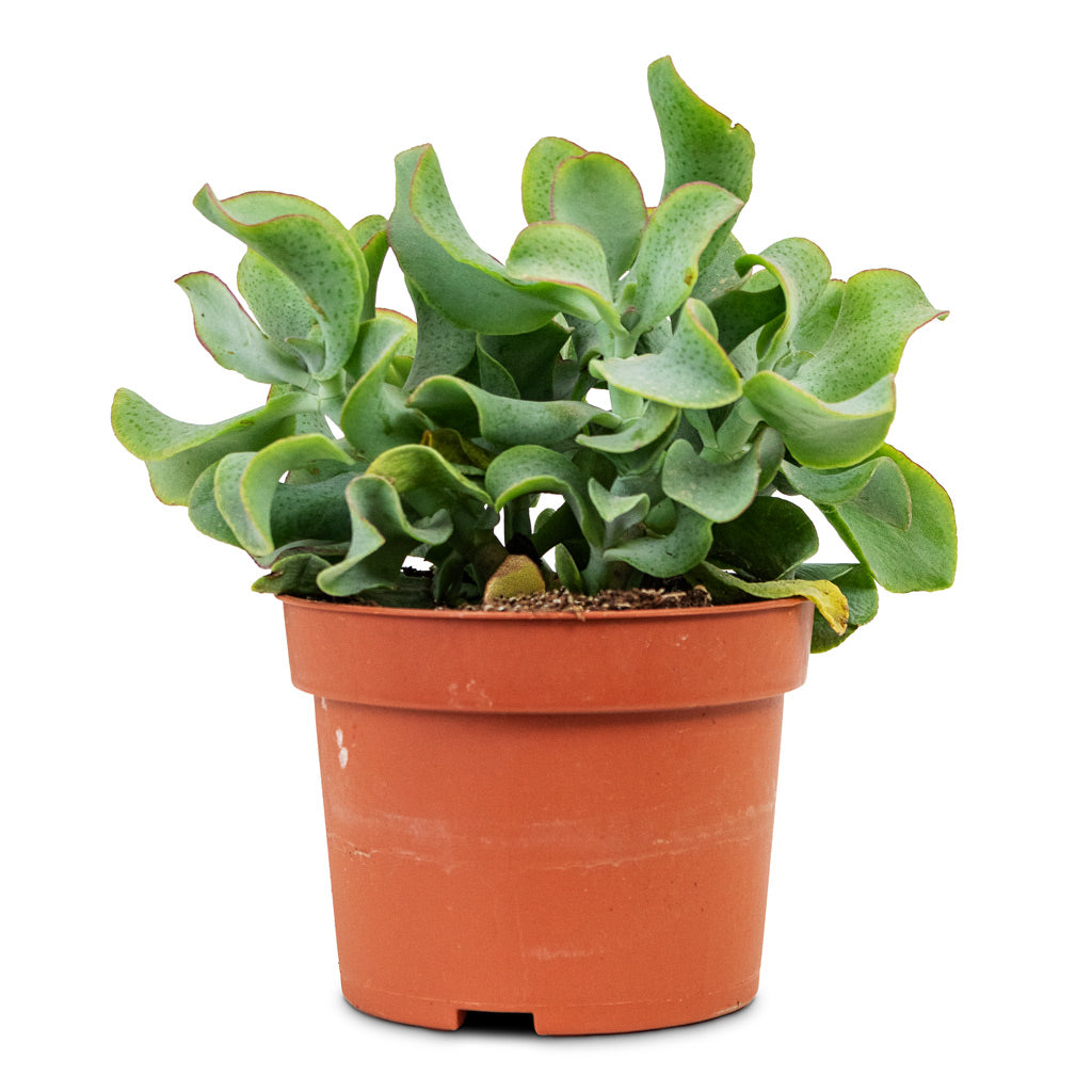 Crassula ovata Undulata 10.5x15cm