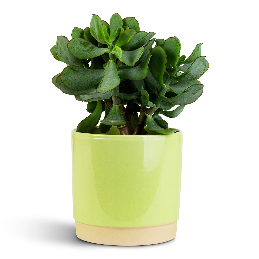 Crassula ovata Undulata 12x20cm Saske Pot Pastel Green 13x13cm
