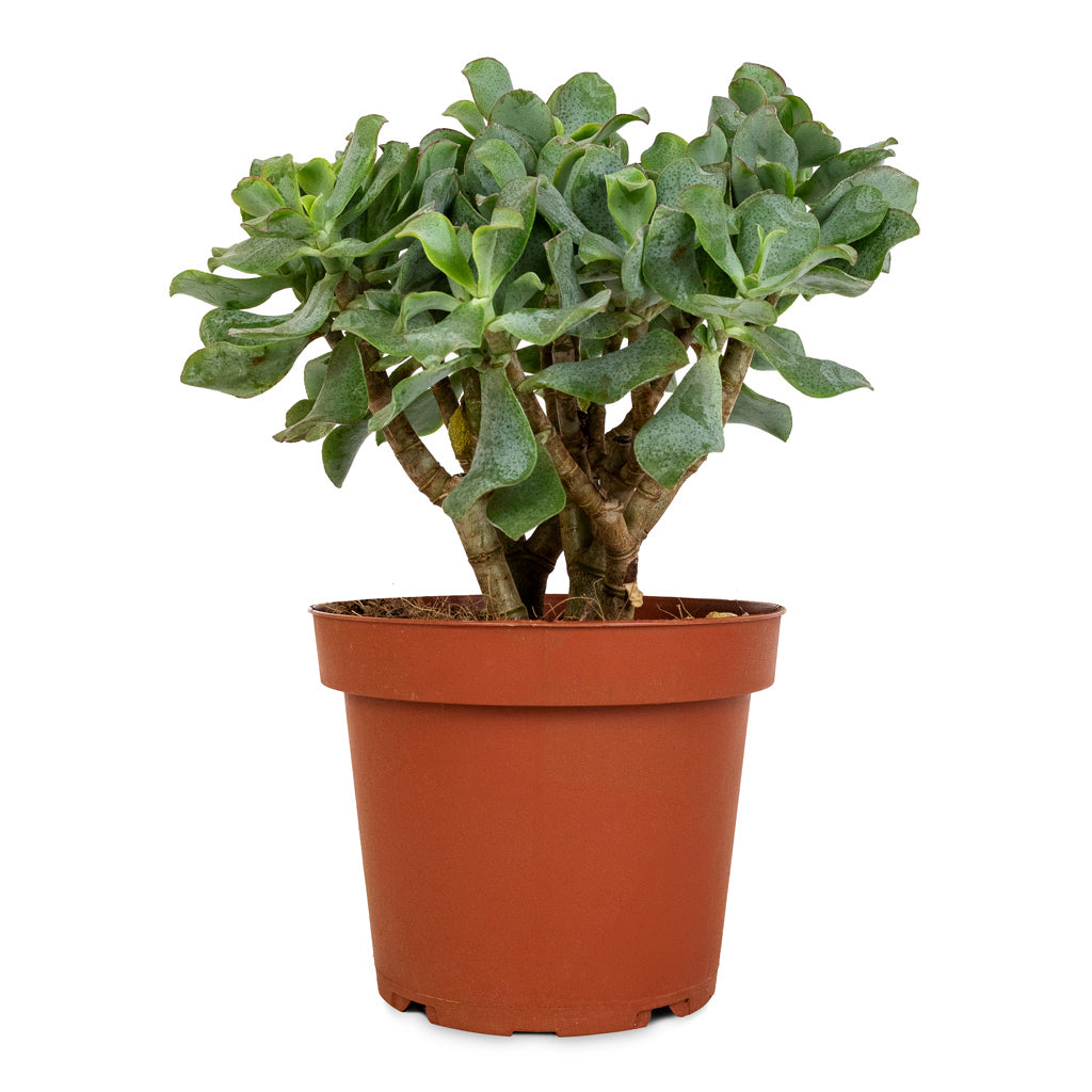 wavy leaf succulent Crassula ovata Undulata - Curly Jade Plant - Succulents | Hortology