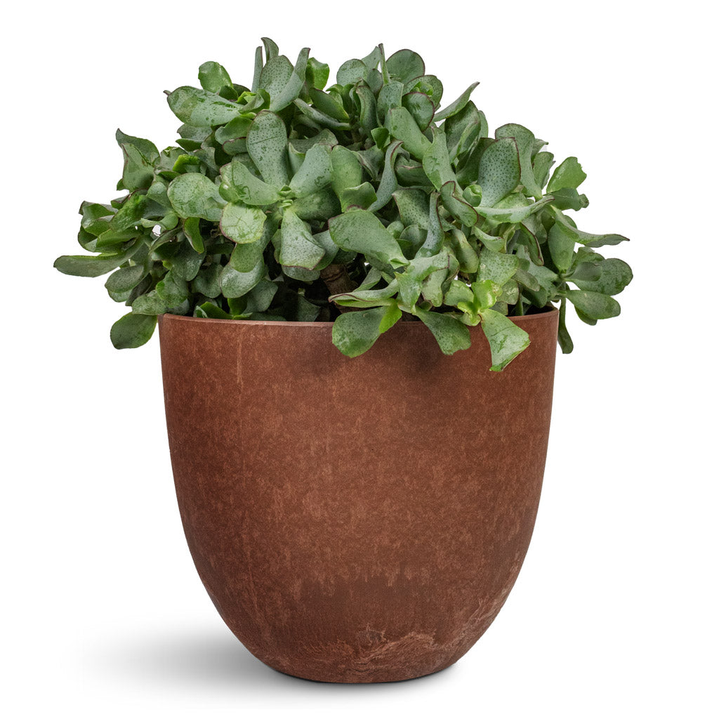 Crassula ovata Undulata Curly Jade Plant - 17x25cm In Bola Artstone Plant Pot Oak - 23x20cm