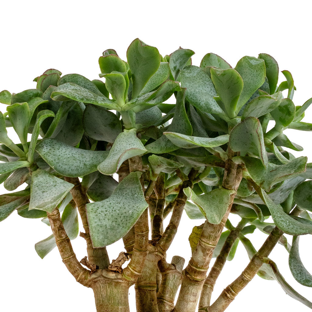 jade plant leaves Crassula ovata Undulata - Curly Jade Plant - Succulents | Hortology