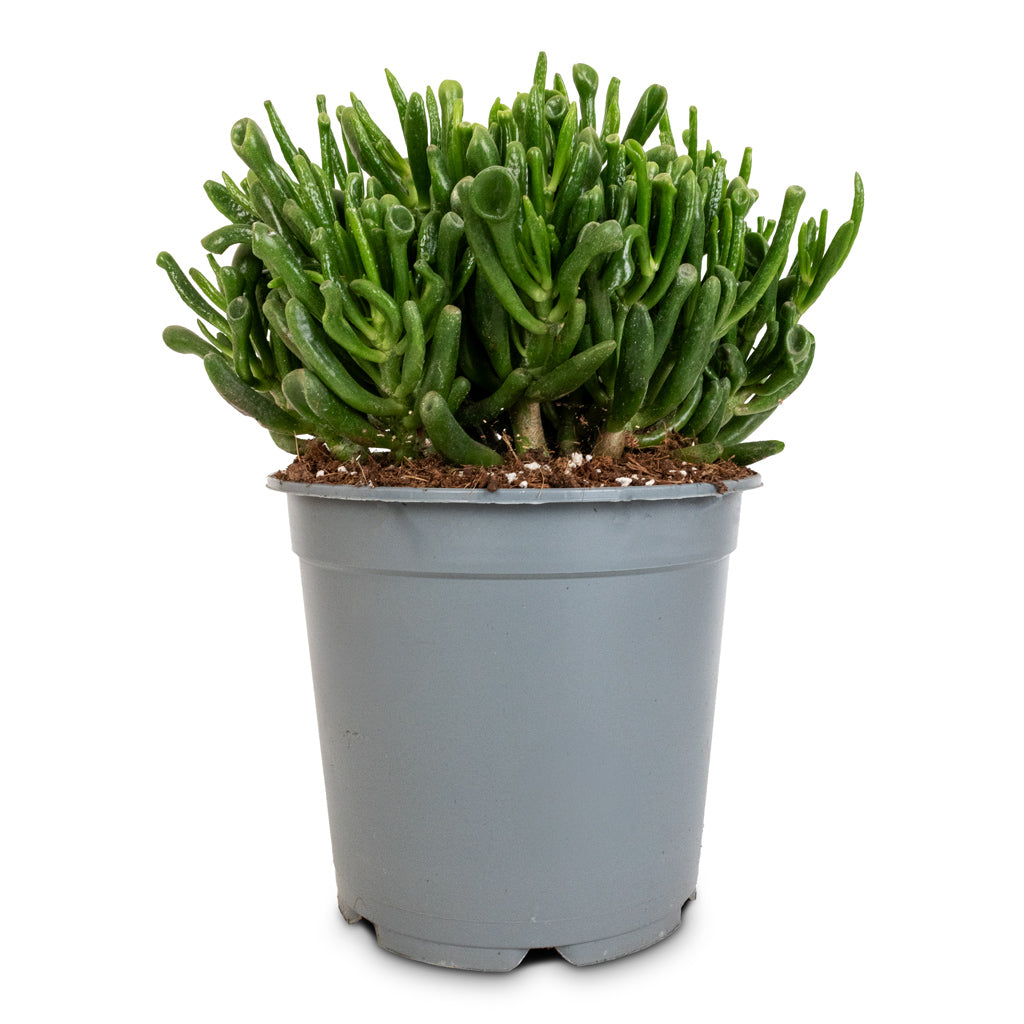 trumpet jade plant care Crassula ovata Gollum - Jade Plant - Succulents | Hortology