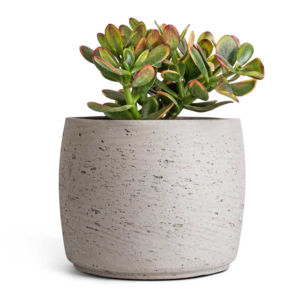 Crassula ovata Sunset - Jade Plant & Mini Valerie Plant Pot - Grey Washed